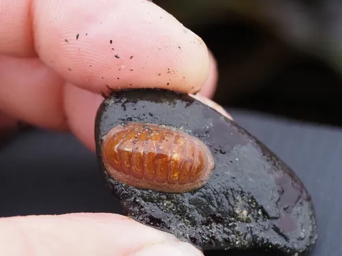 Lepidozona interstincta