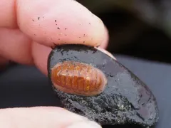 Lepidozona interstincta thumbnail 1