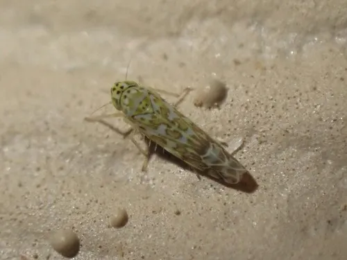 Ligurian Leafhopper
