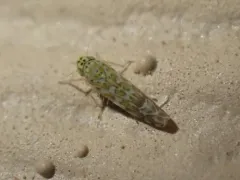 Ligurian Leafhopper thumbnail 1