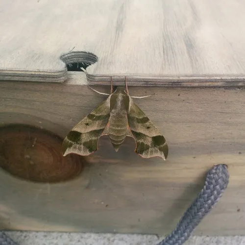 Virginia Creeper Sphinx