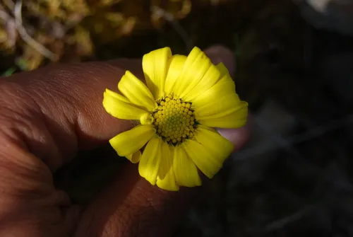 Kjellman's Groundsel
