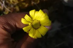 Kjellman's Groundsel thumbnail 1