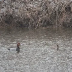 Redhead thumbnail 1
