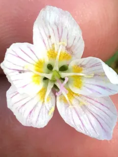 Beringian Springbeauty thumbnail 3