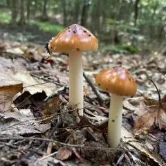 Tawny Grisette thumbnail 4