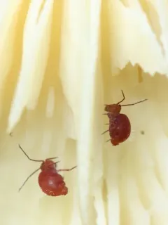 Ptenothrix unicolor thumbnail 3