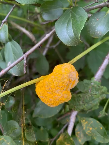 orange wheat rust