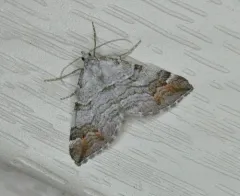 Manchester Treble-bar Moth thumbnail 3
