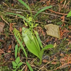 fen orchid thumbnail 2