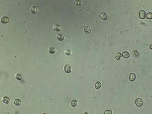 Pluteus deceptivus