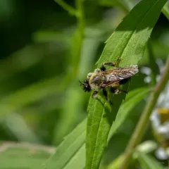 Yellow-waisted Laphria thumbnail 1