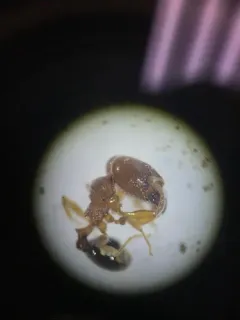 Hairy Big-headed Ant thumbnail 3