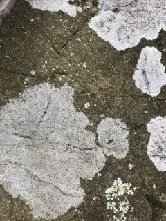 Blue-gray Sunken-disk thumbnail 2