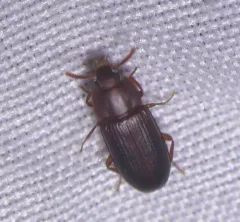 Larger Black Flour Beetle thumbnail 4