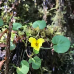 Redwood Violet thumbnail 2