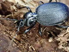 Relic Snail-eating Beetle thumbnail 2