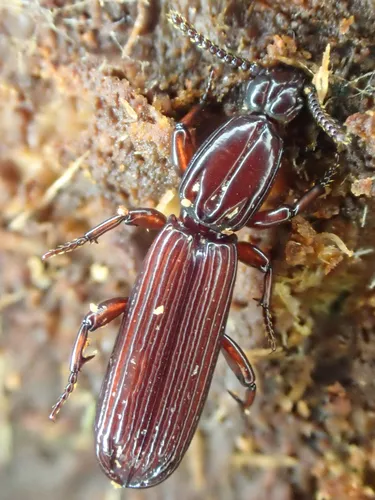 Clinidium calcaratum