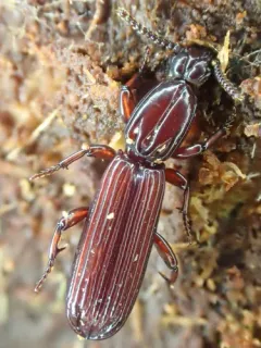 Clinidium calcaratum thumbnail 1