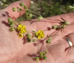 Grey Cinquefoil thumbnail 4