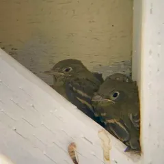 Western Flycatcher thumbnail 1