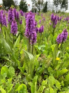 Southern Marsh-orchid thumbnail 3