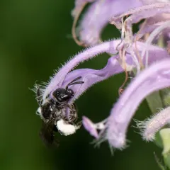 Beebalm Shortface thumbnail 1