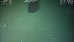 Pelican Eel thumbnail 2