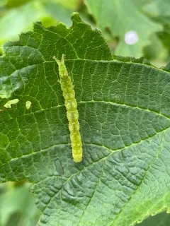 Straight-lined Mallow Moth thumbnail 3