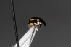 Hyperaspis disconotata thumbnail 1