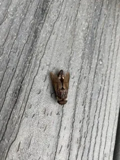 Whitney's Horse Fly thumbnail 4