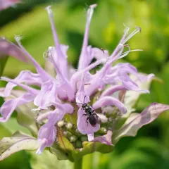 Beebalm Shortface thumbnail 2