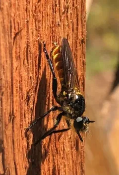 Laphria ventralis thumbnail 2