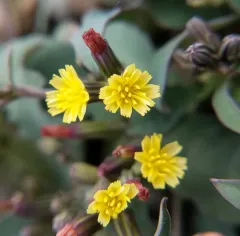 Dwarf Alpine Hawk's-beard thumbnail 1