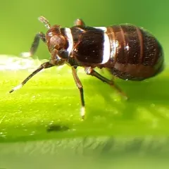 Pissonotus basalis thumbnail 4