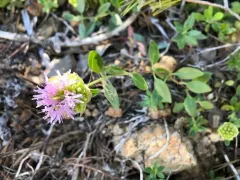 serpentine monardella thumbnail 2