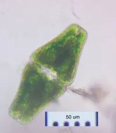 Euastrum ansatum thumbnail 2
