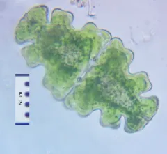 Euastrum oblongum thumbnail 1
