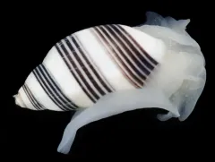 Striped Barrel Snail thumbnail 4