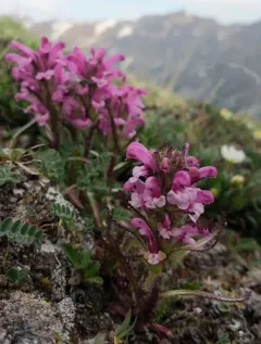 Langsdorff's lousewort thumbnail 2
