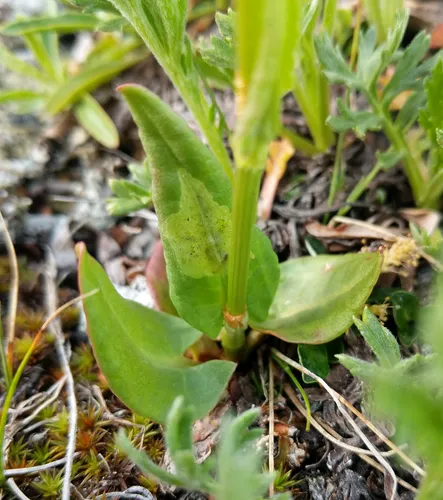 Lapland mountain sorrel