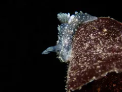 Eelgrass Palio thumbnail 2