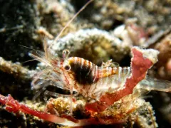 Pygmy Eualid thumbnail 4