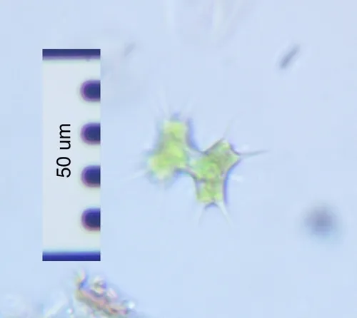 Staurodesmus octocornis
