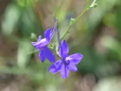 Forking Larkspur thumbnail 2