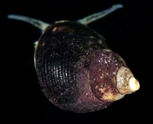 Littorina plena