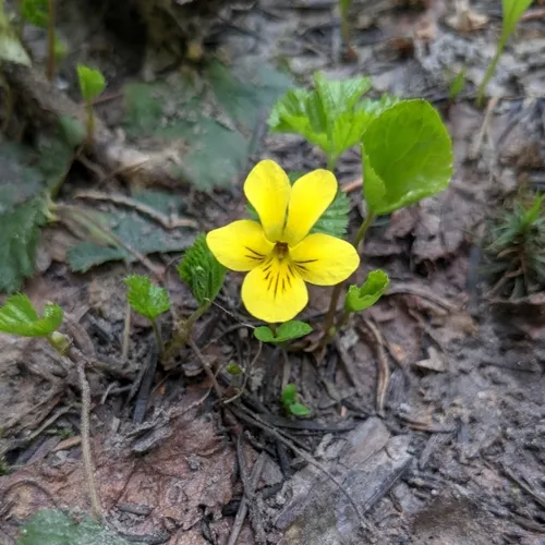 western roundleaf violet