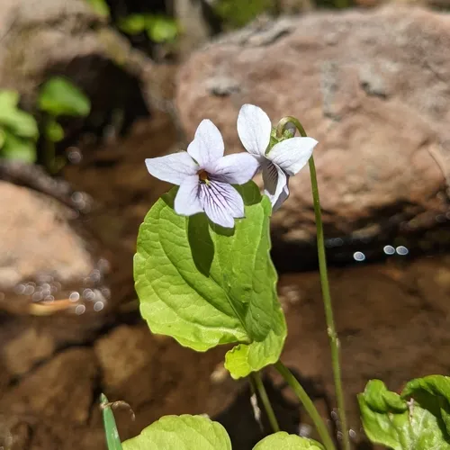 alpine marsh violet