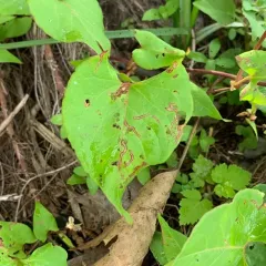 Mantura floridana thumbnail 3