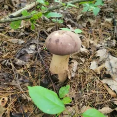 reddish brown bitter bolete thumbnail 2